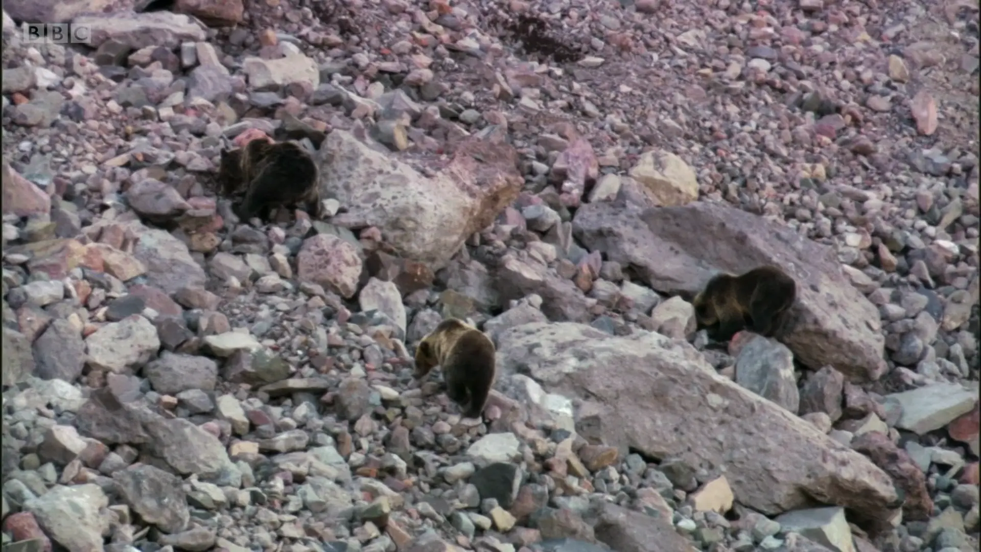 Grizzly bear (Ursus arctos horribilis) as shown in Planet Earth - Mountains